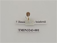 藏品(波氏裂臀瓢蟲)的圖片